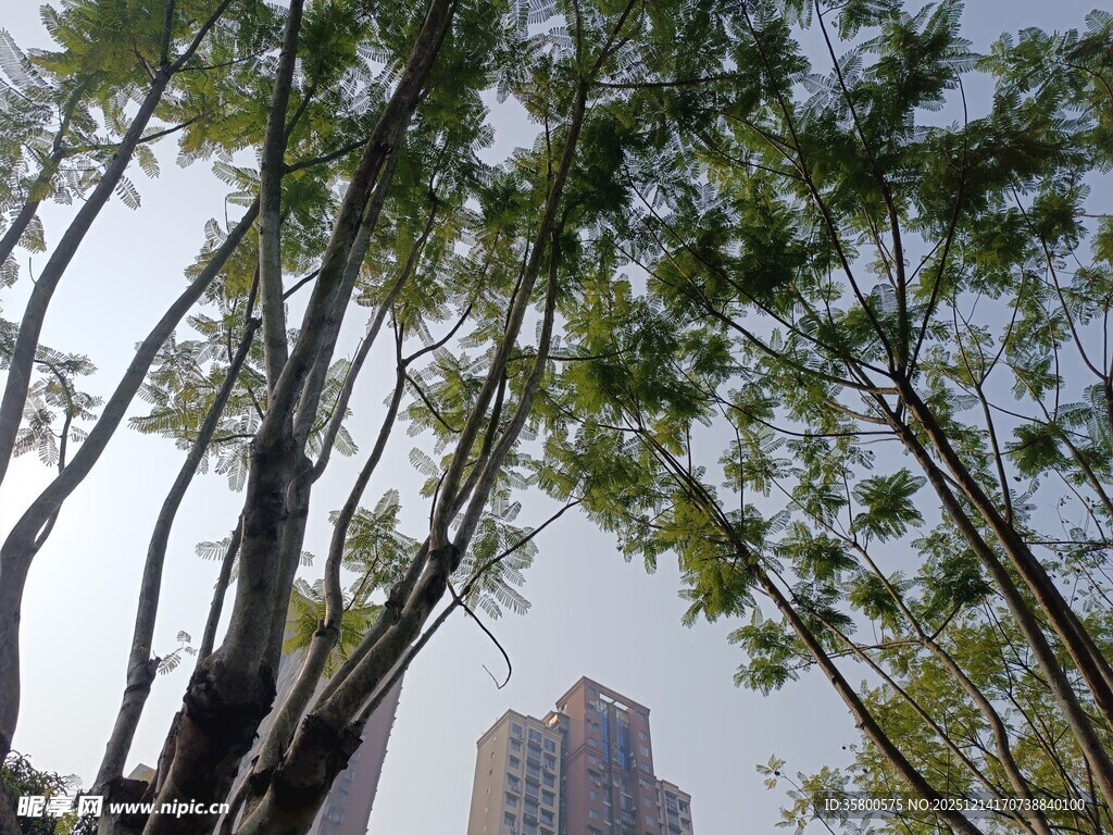 城市中林立的绿树与高楼