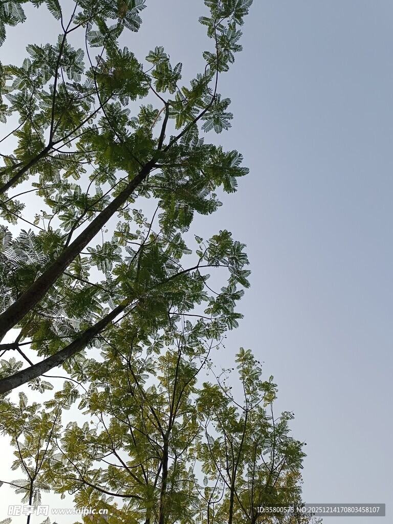 蓝天绿树间的清新景致