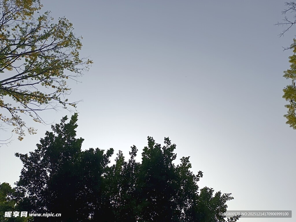仰视树冠与天空景色