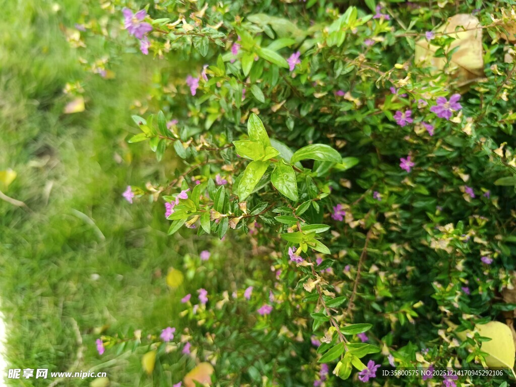 绿叶丛中的紫色小花