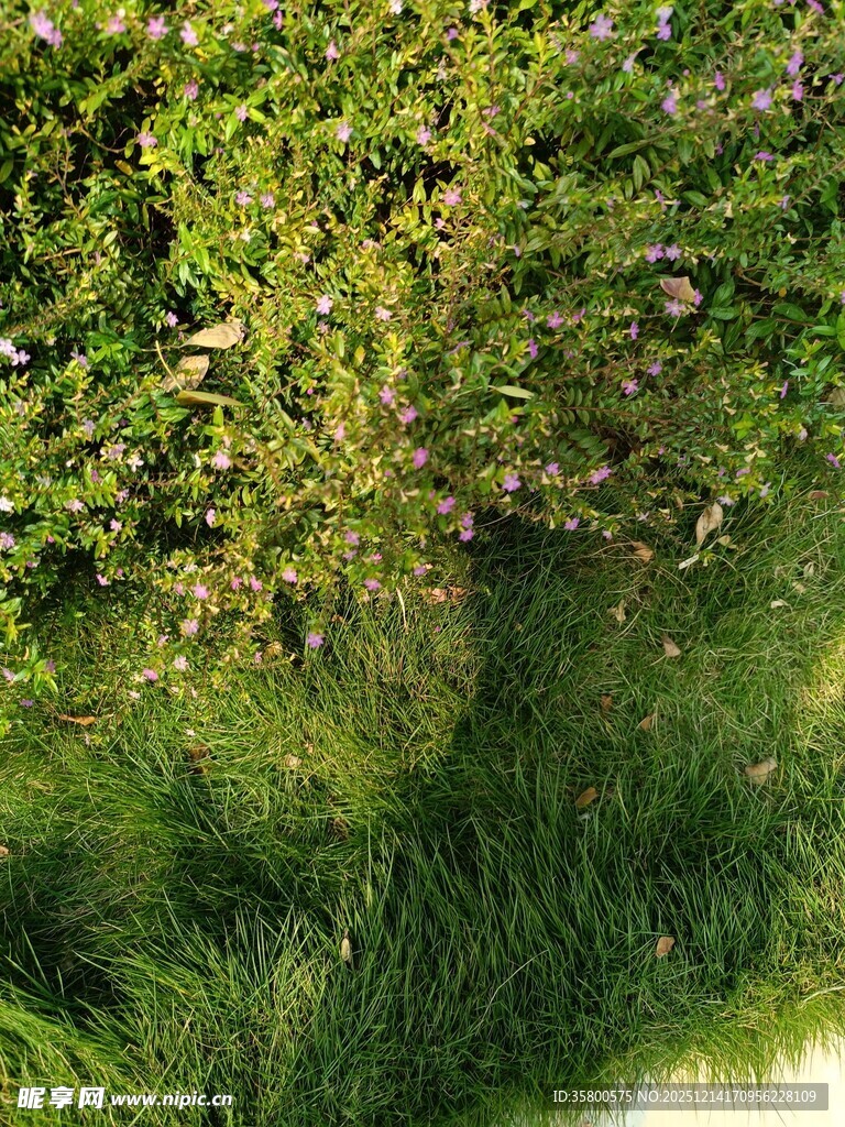 绿意盎然的草地与植物