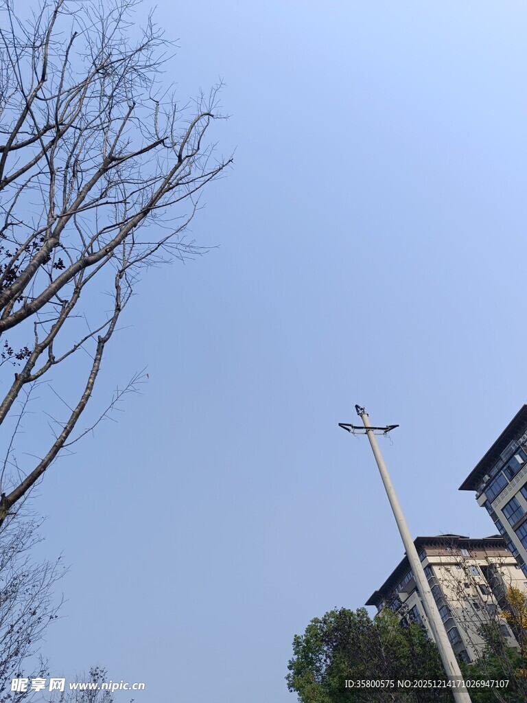 冬日枯树旁的建筑景观