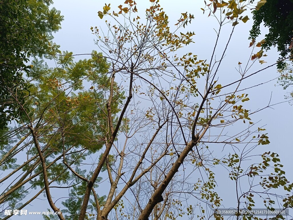 仰视视角下的繁茂树木