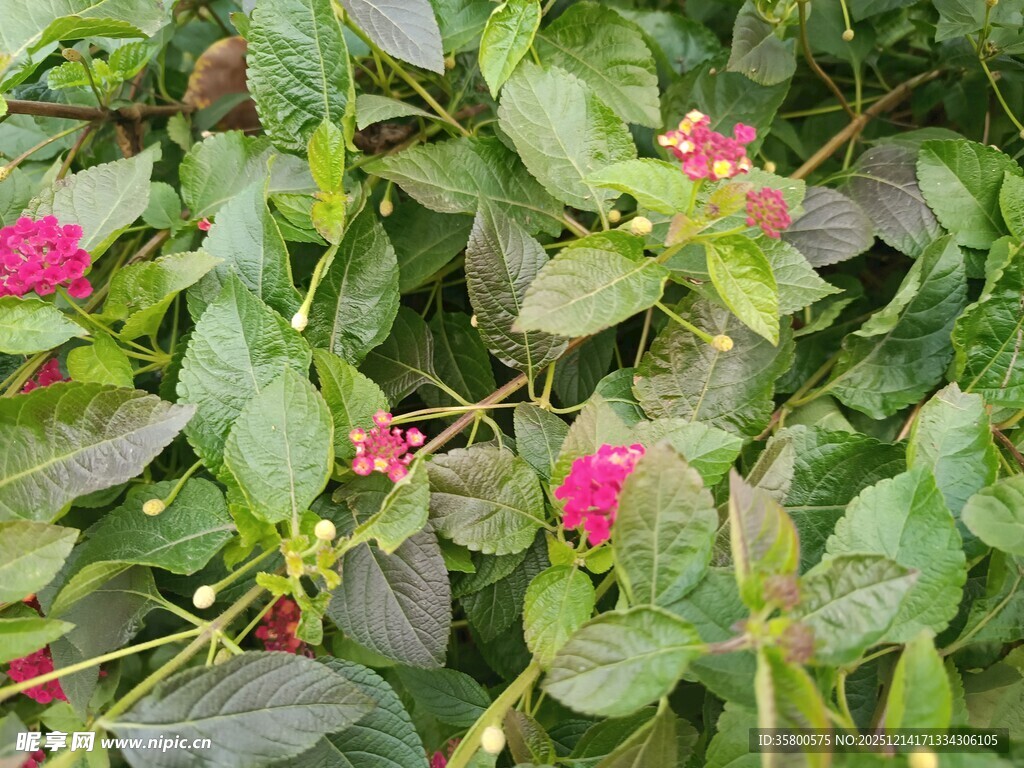 绿叶丛中的艳丽粉花