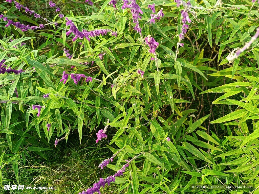 紫色野花与翠绿植物景观