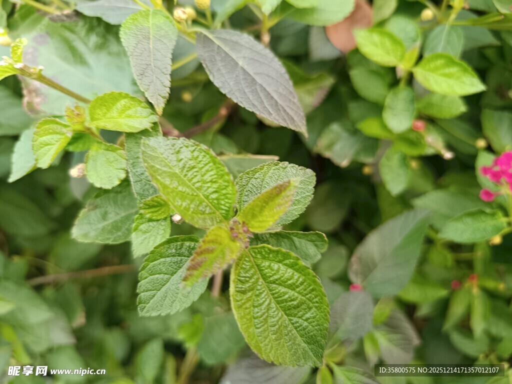 绿叶间的清新植物景致