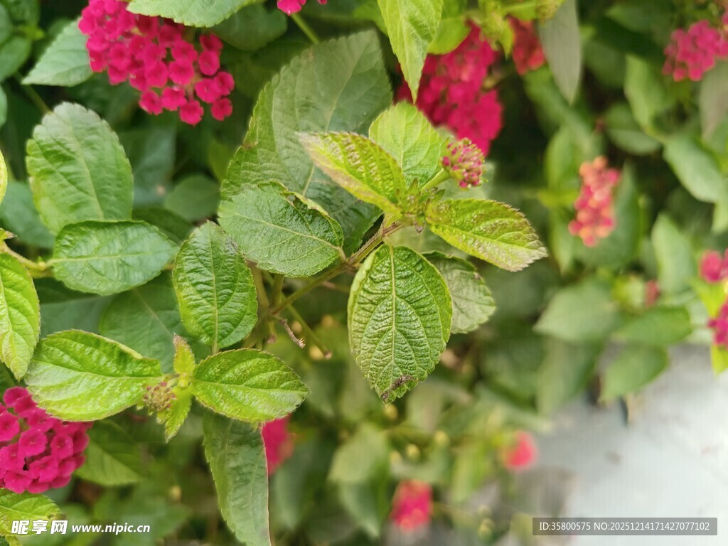 绿叶簇拥的娇艳红花