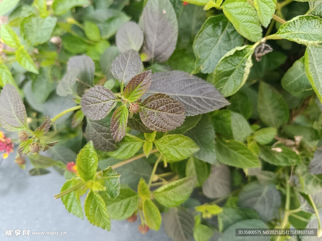 绿叶间的多彩植物