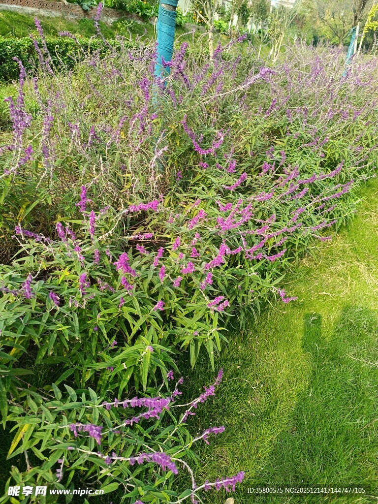 花园中繁茂的多彩花卉