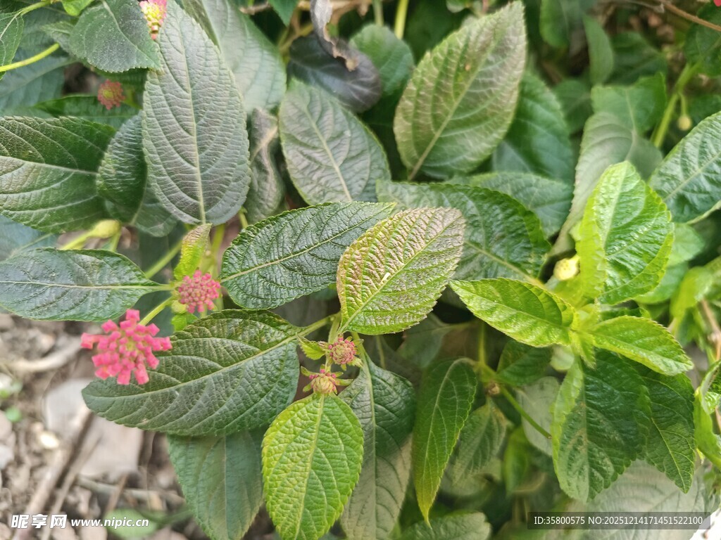 绿叶丛中一抹红