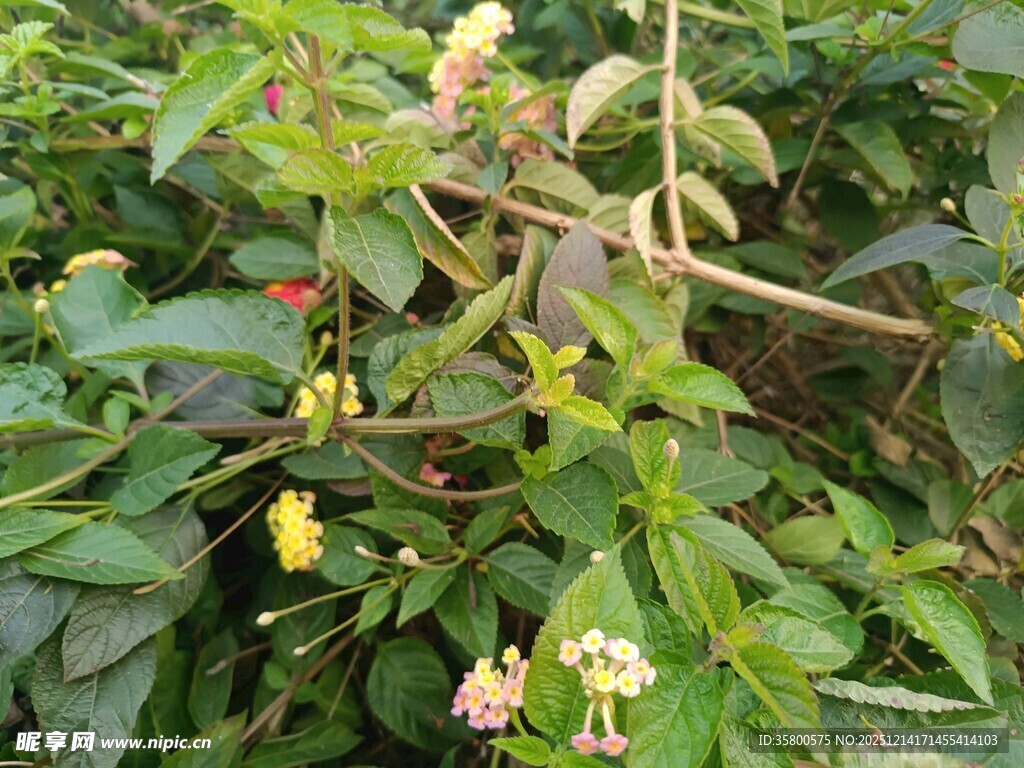 绿叶间的多彩植物花朵