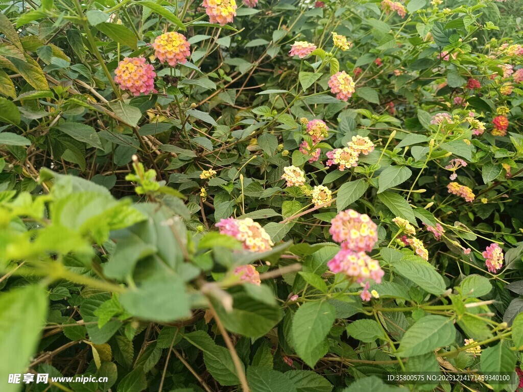 多彩花卉绽放于绿叶间