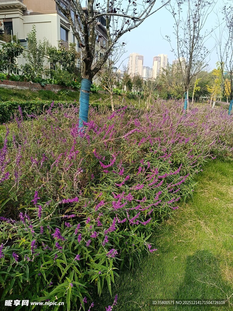春日烂漫花丛景观