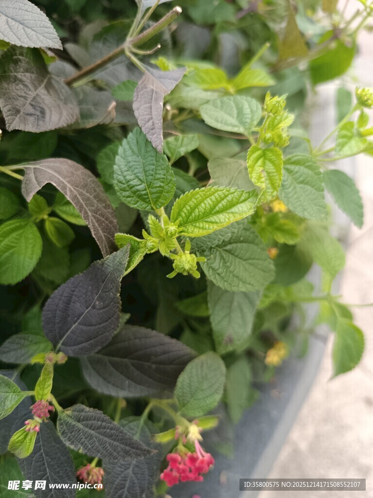 绿叶红花盆栽植物景观