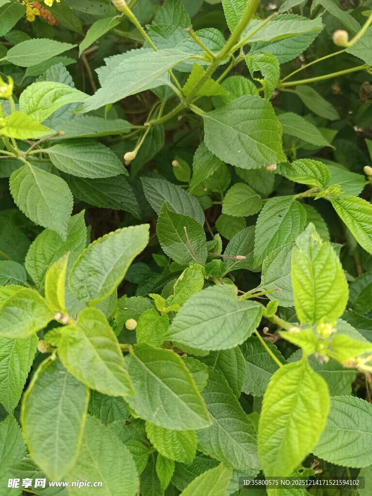 翠绿繁茂的植物叶片