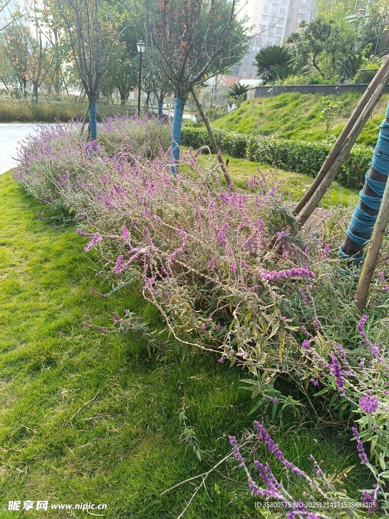 路边绽放的美丽粉紫色花丛