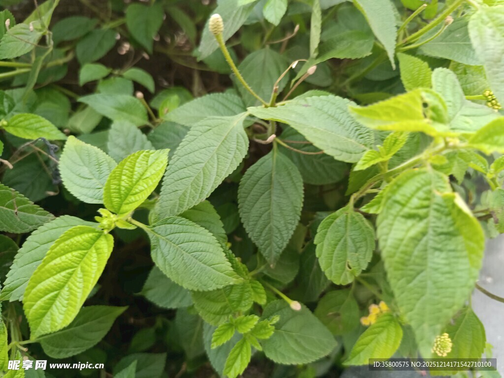 绿叶繁茂的绿色植物