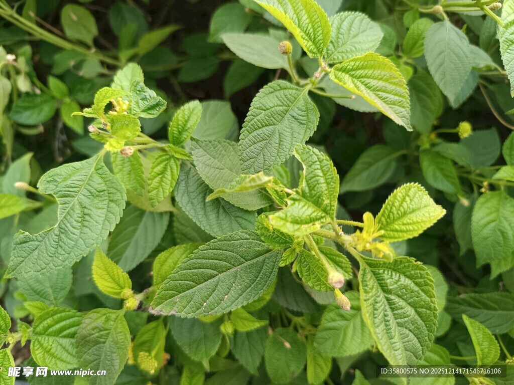 嫩绿叶片植物特写