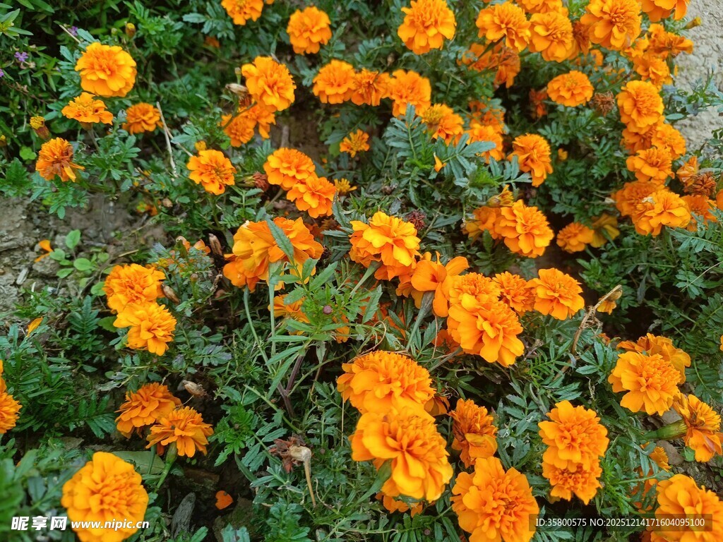 橙色万寿菊绽放美景