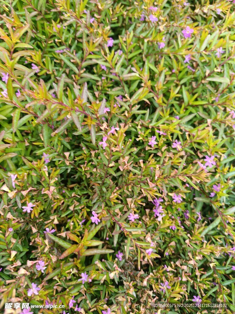繁茂紫色小花的绿植景观