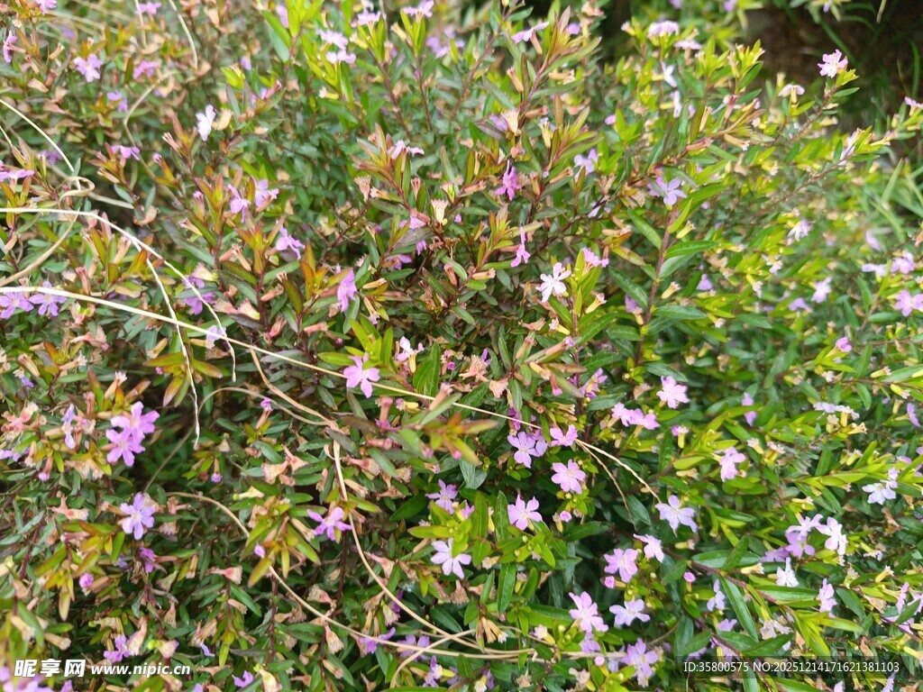 繁茂花丛中的紫色小花