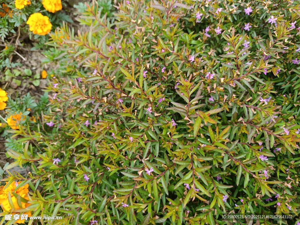 多彩植物与黄色花朵景观