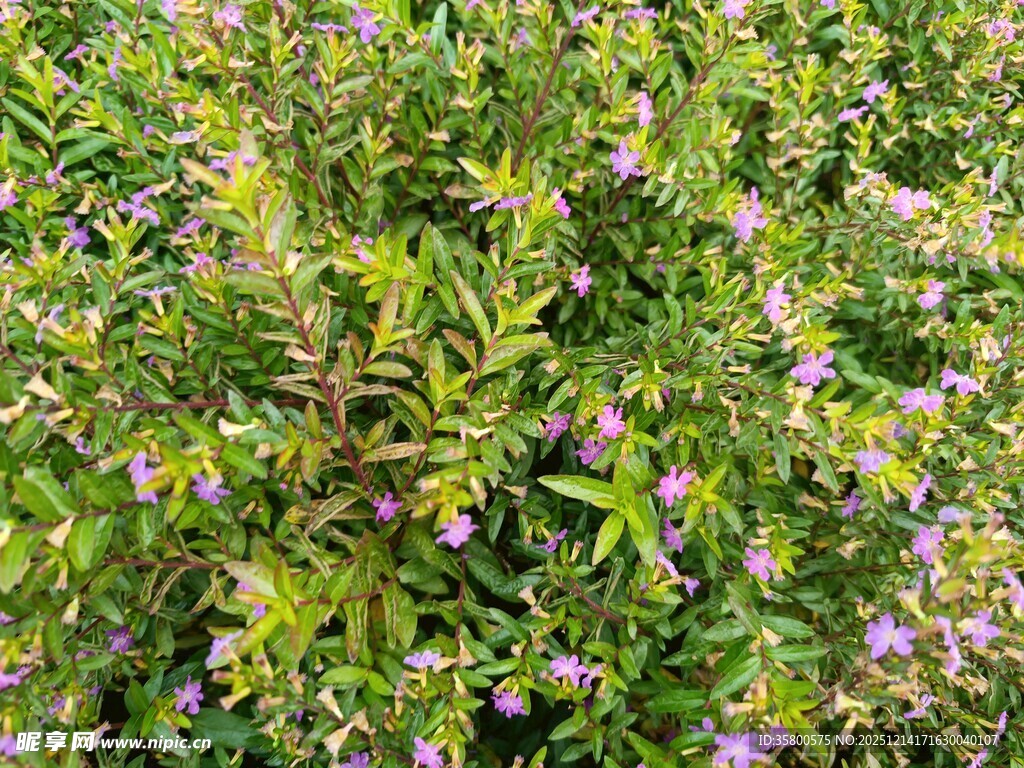 繁茂绿植间的紫色小花