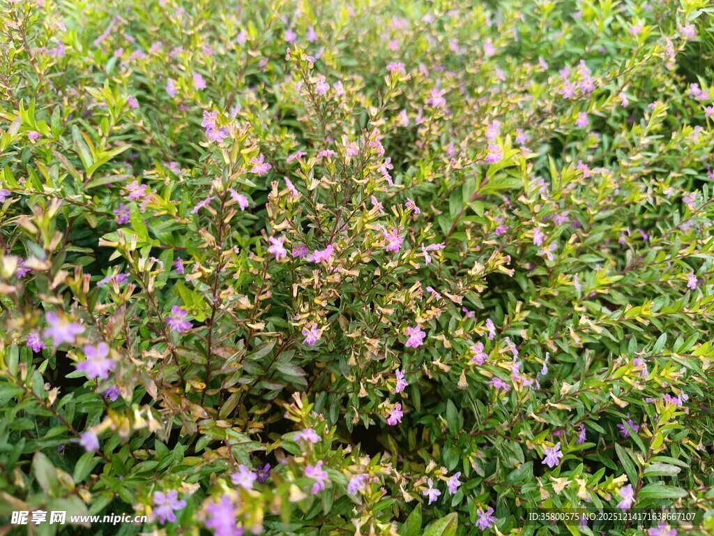 繁茂花丛中的紫色小花