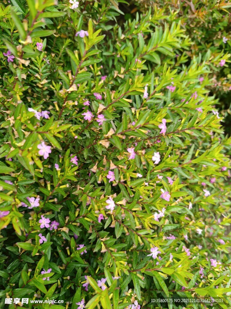 绿叶丛中的粉色小花