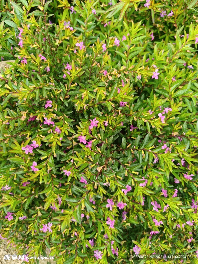 绿叶间的粉色小花