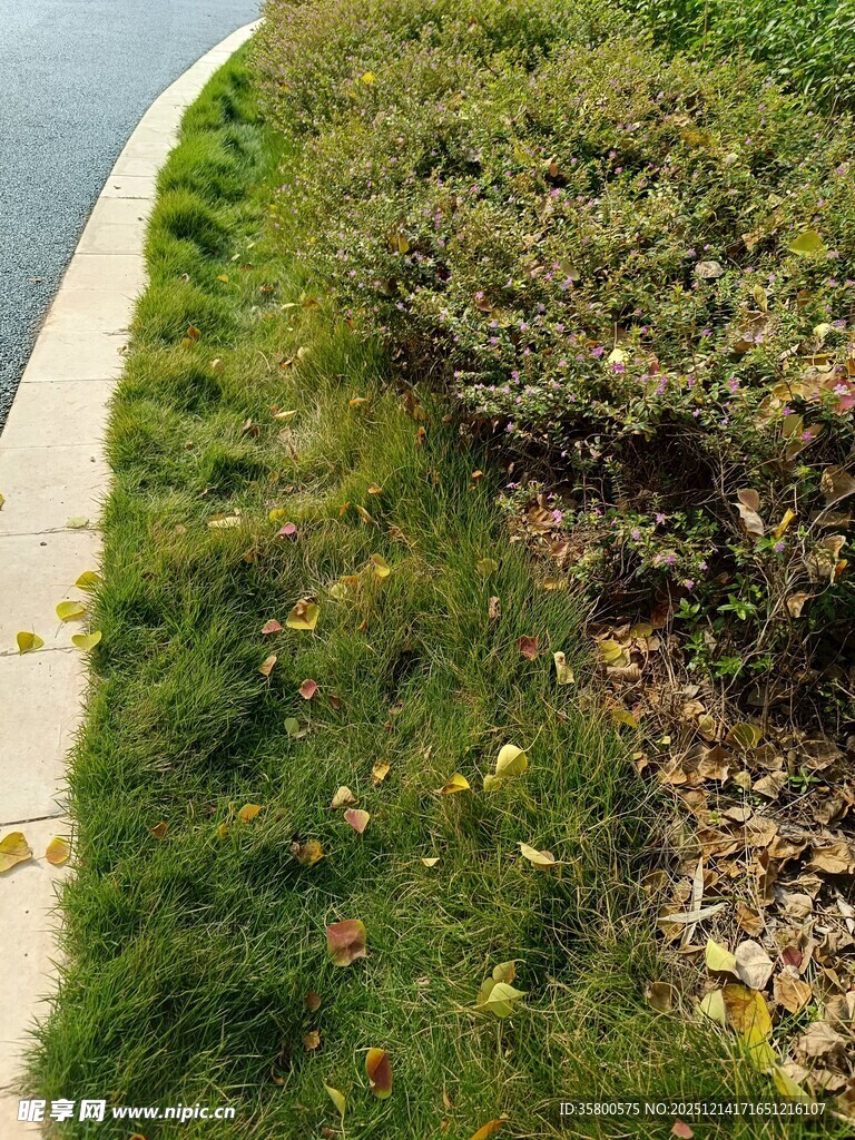 路边绿意盎然的草地与灌木