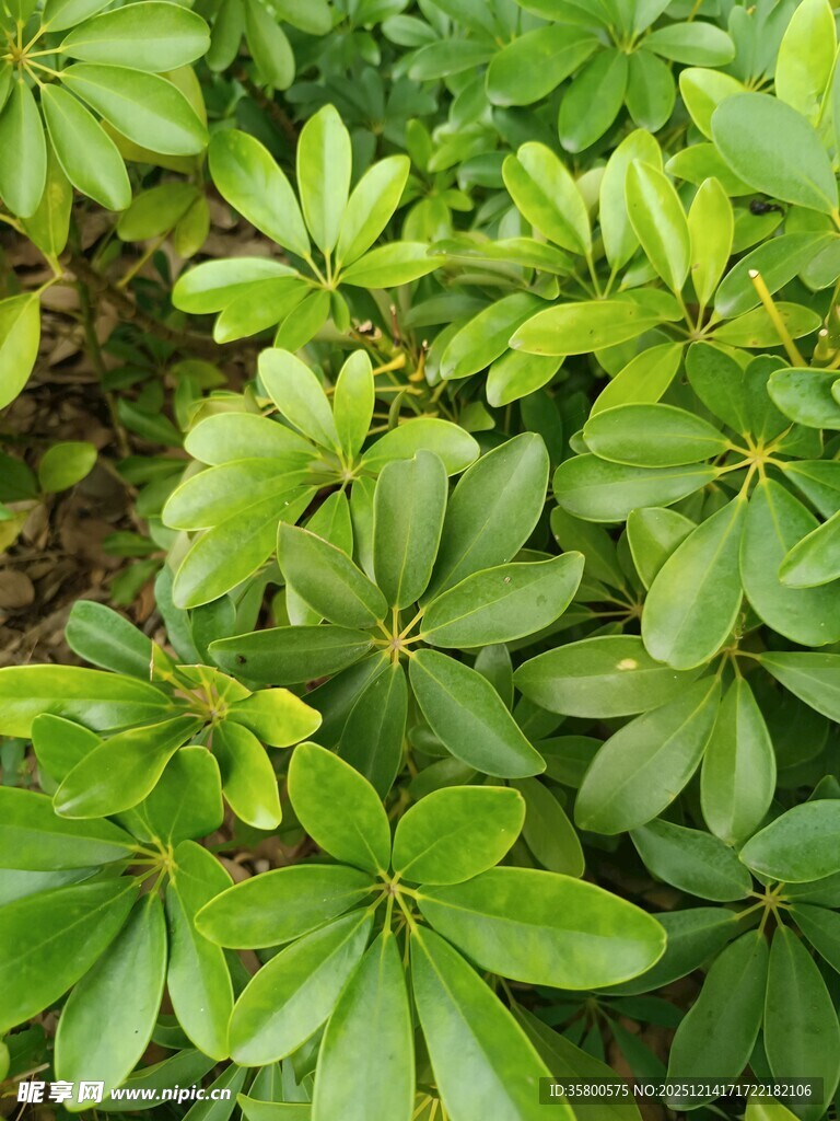 翠绿繁茂的掌状叶片植物