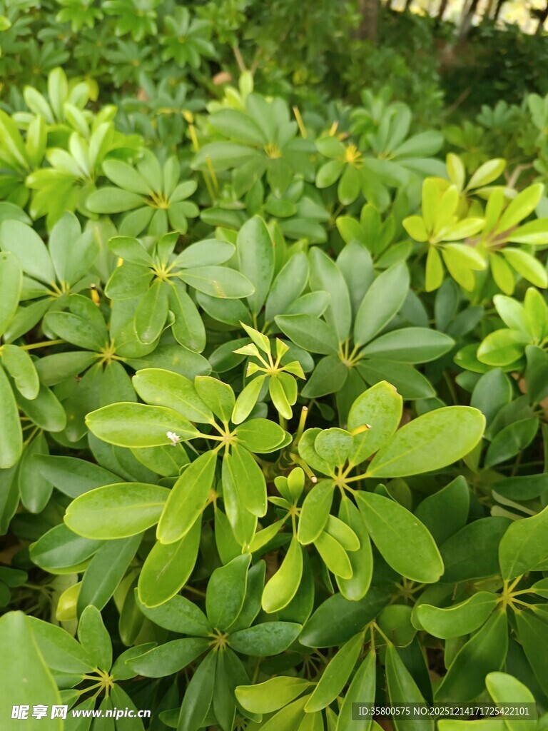翠绿繁茂的绿叶植物