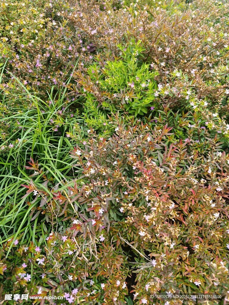 野外多彩植物景观