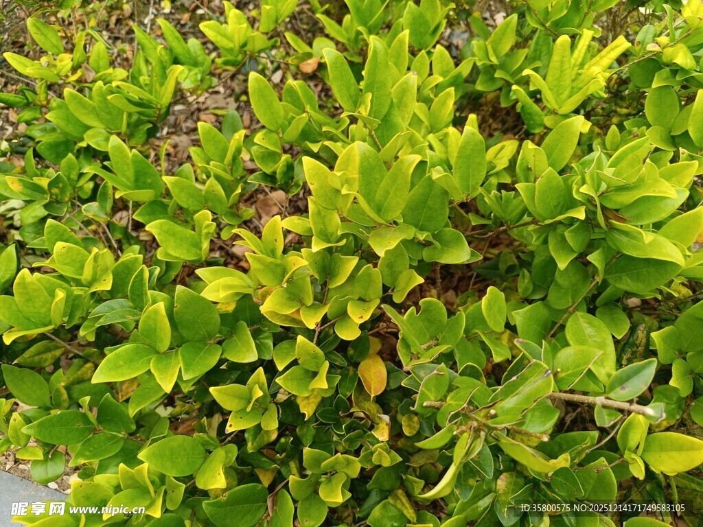 翠绿繁茂的绿植景观