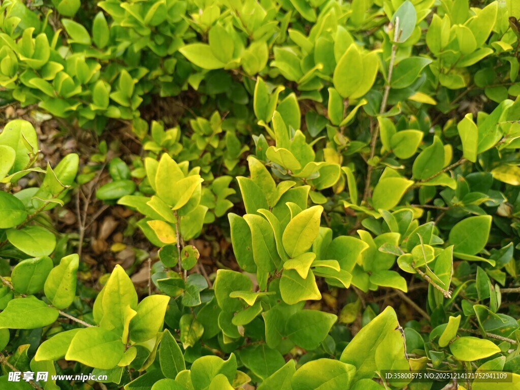 翠绿繁茂的绿叶植物