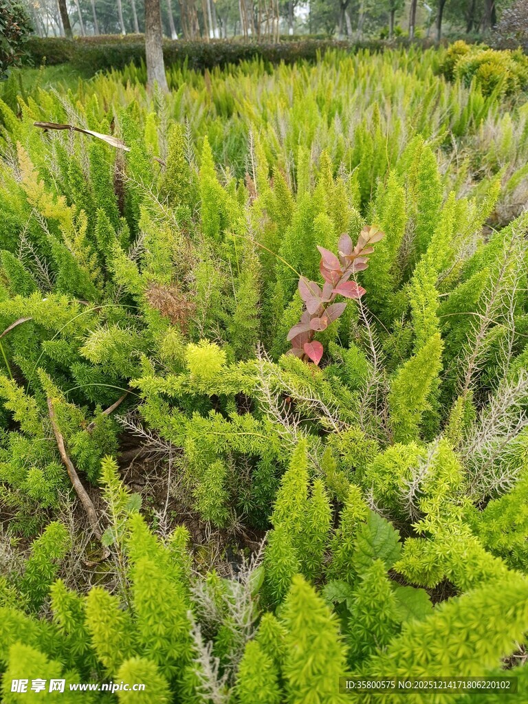 翠绿繁茂的蕨类植物景观