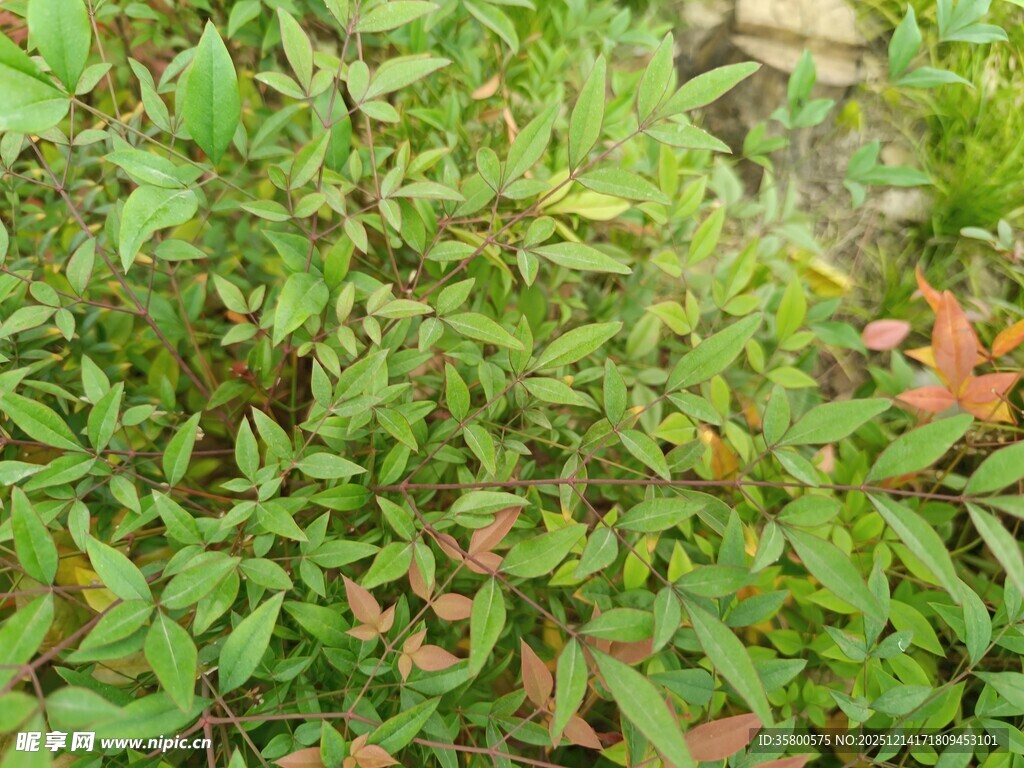 翠绿繁茂的植物景观