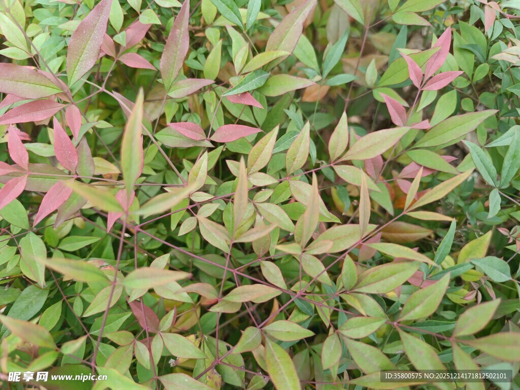 多彩叶片植物特写