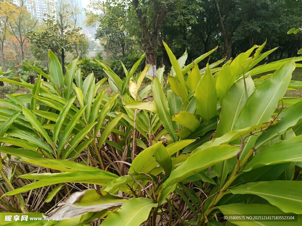 翠绿繁茂的户外绿植景观