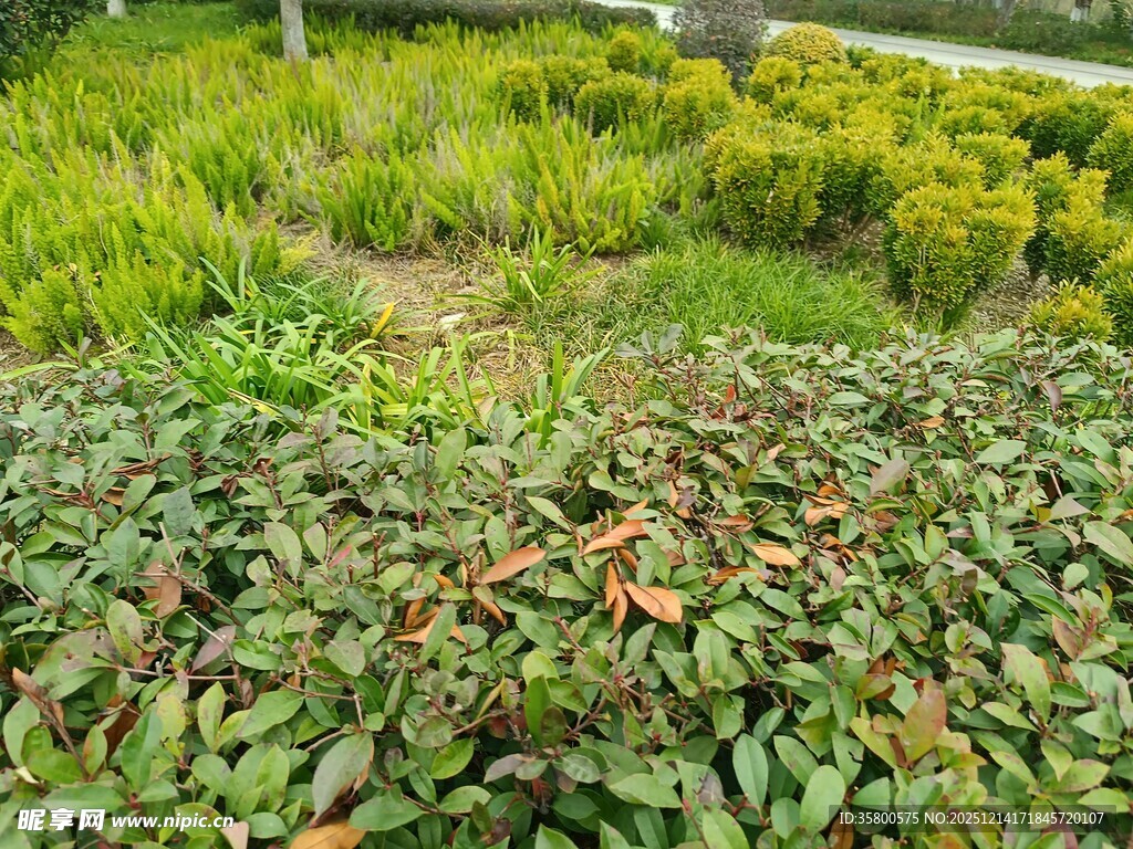 绿意盎然的多彩植物景观