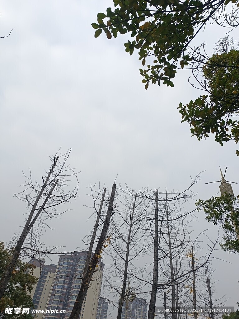 城市中光秃树木景象