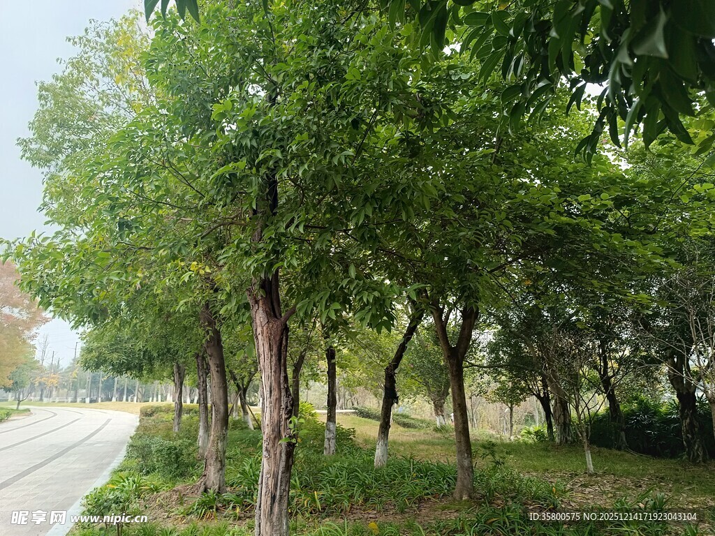 路边绿树成荫的自然景致