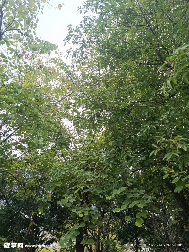 茂密葱郁的林间绿树