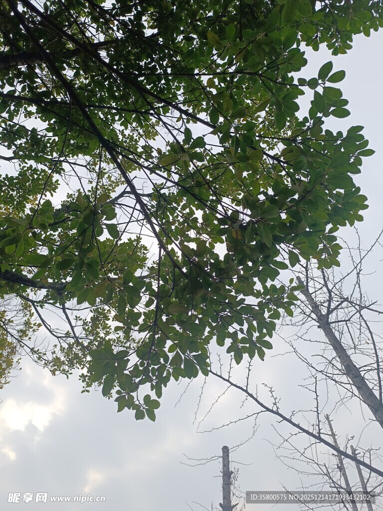 仰视树间天空景色