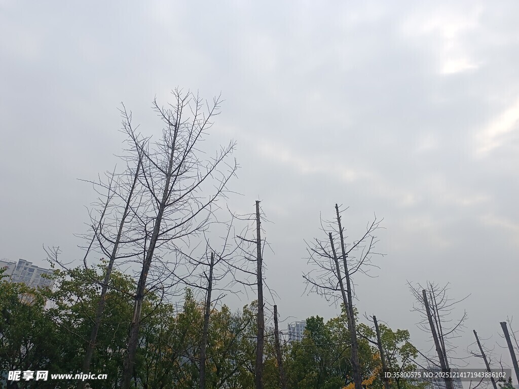 枯树挺立在绿植之上