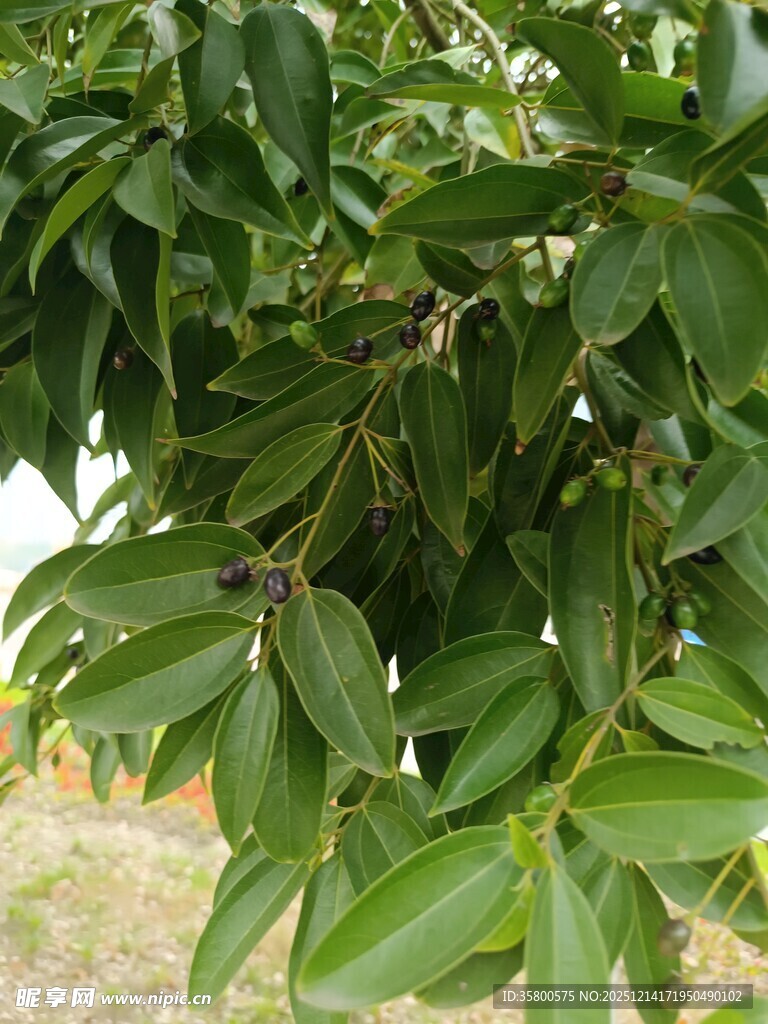 绿叶繁茂的树枝特写