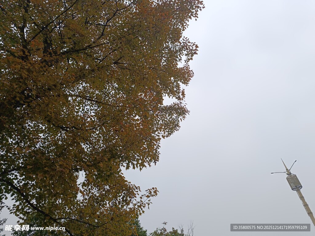 秋日树梢与远处游乐设施