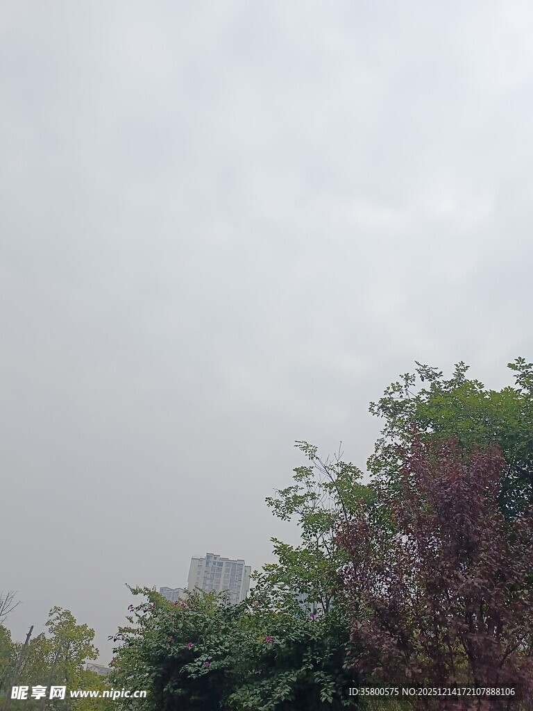 阴天中的绿植景观