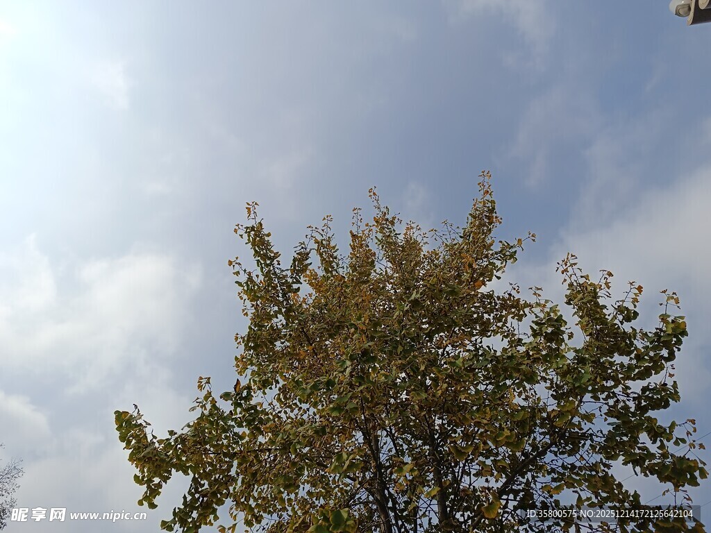 蓝天白云下的葱郁树木